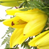 Seasonal Flower Basket